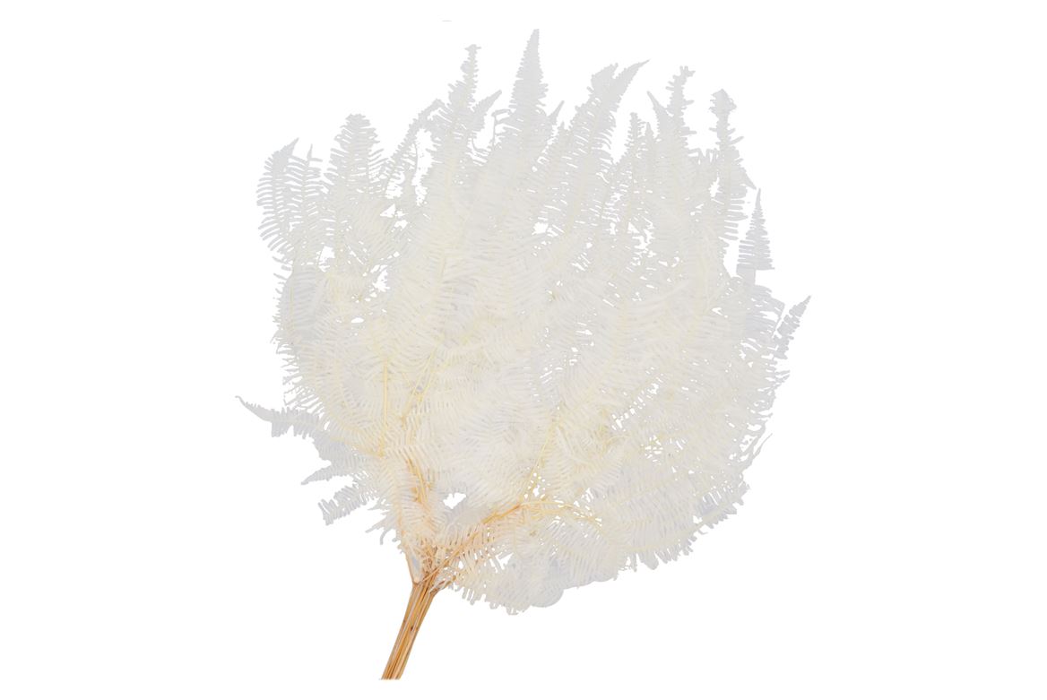Dry Bleached Gull Varen Prepaired 75x65cm