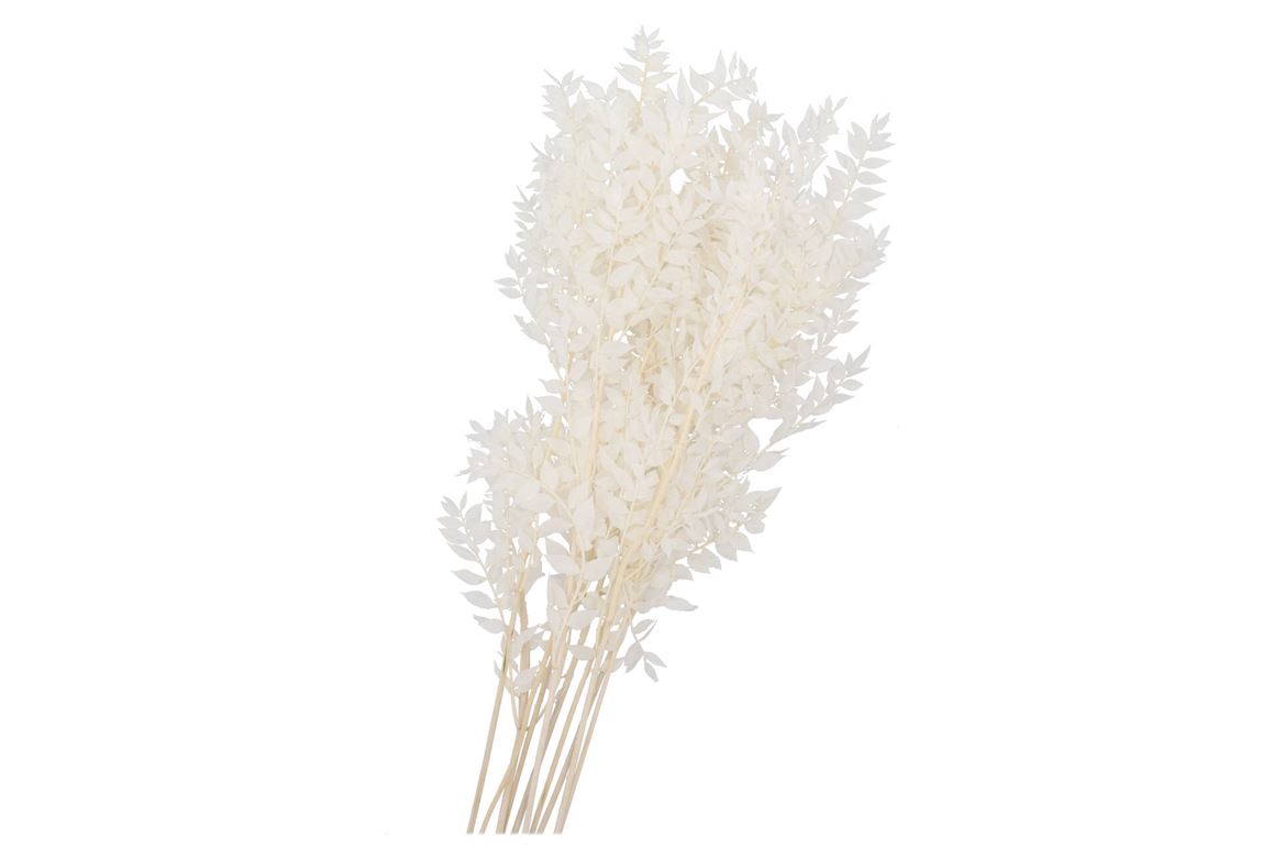Dry Bleached Ruscus 80x15cm