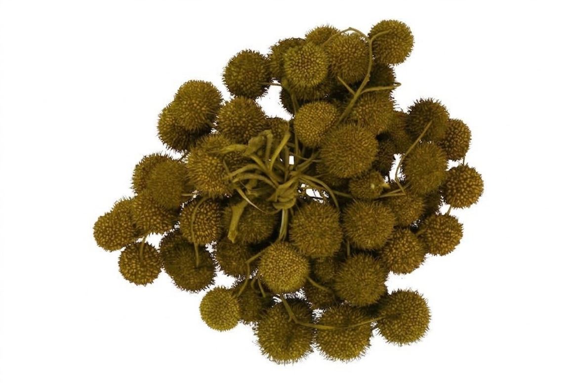 Dry Platane Olive Green P/bundel